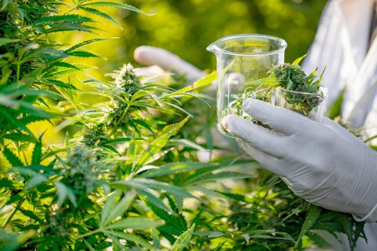 Scientifique Cannabis CBD